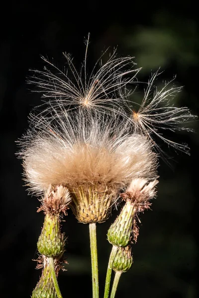 Ziegensamen in geschlossener Blume vor dunklem Hintergrund — Stockfoto