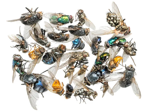 Många Olika Färgglada Döda Insekter Finns Hög Isolerad Vitt — Stockfoto
