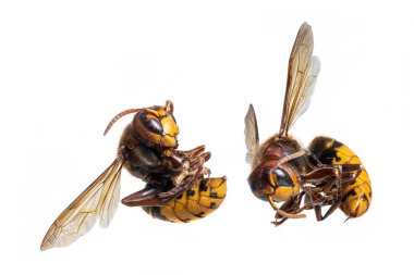 Ölü eşekarıları beyaz bir arka plana uzanan iğneyle kıvrılır.