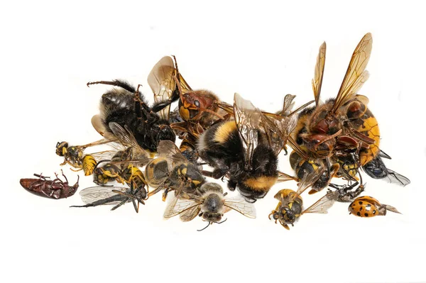 Muchos Insectos Muertos Colores Diferentes Están Una Pila Aislado Sobre — Foto de Stock