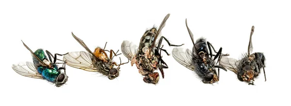 Διάφορες Νεκρές Μύγες Κείτονται Στη Σειρά Απομονωμένα Λευκό — Φωτογραφία Αρχείου