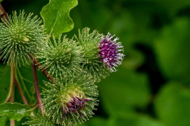 Yeşil arka planda su damlaları olan bir Banater küresel devedikeni Bud 'ı