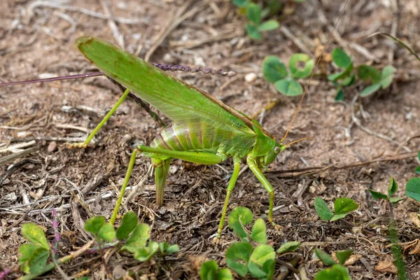 Grand cheval de foin vert pondant des œufs dans une prairie — Photo