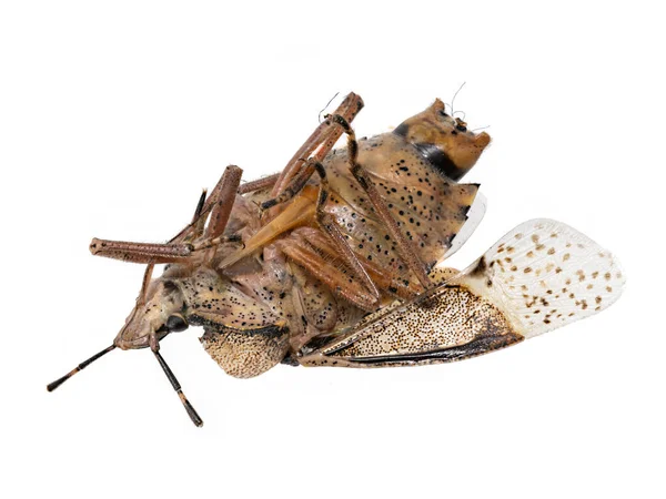 Κλείσιμο μιας νεκρής καφετιάς κατσαρίδας απομονωμένης — Φωτογραφία Αρχείου