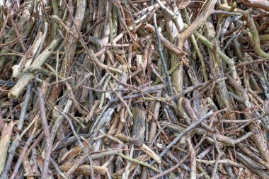 Arkaplan olarak yoğun bir şekilde birikmiş eski kuru dallar ve dallar çiti