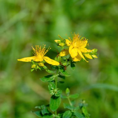 St. Johns Wort Hypericum Performans Bitkisi vahşi doğada, yakın plan. Doğa arkaplanı