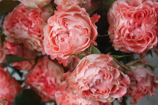 Large Extraordinary Beautiful Roses Cappuccino — Stock Photo, Image