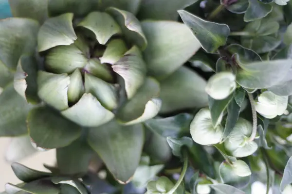 Unusual green flowers exotic Artichoke