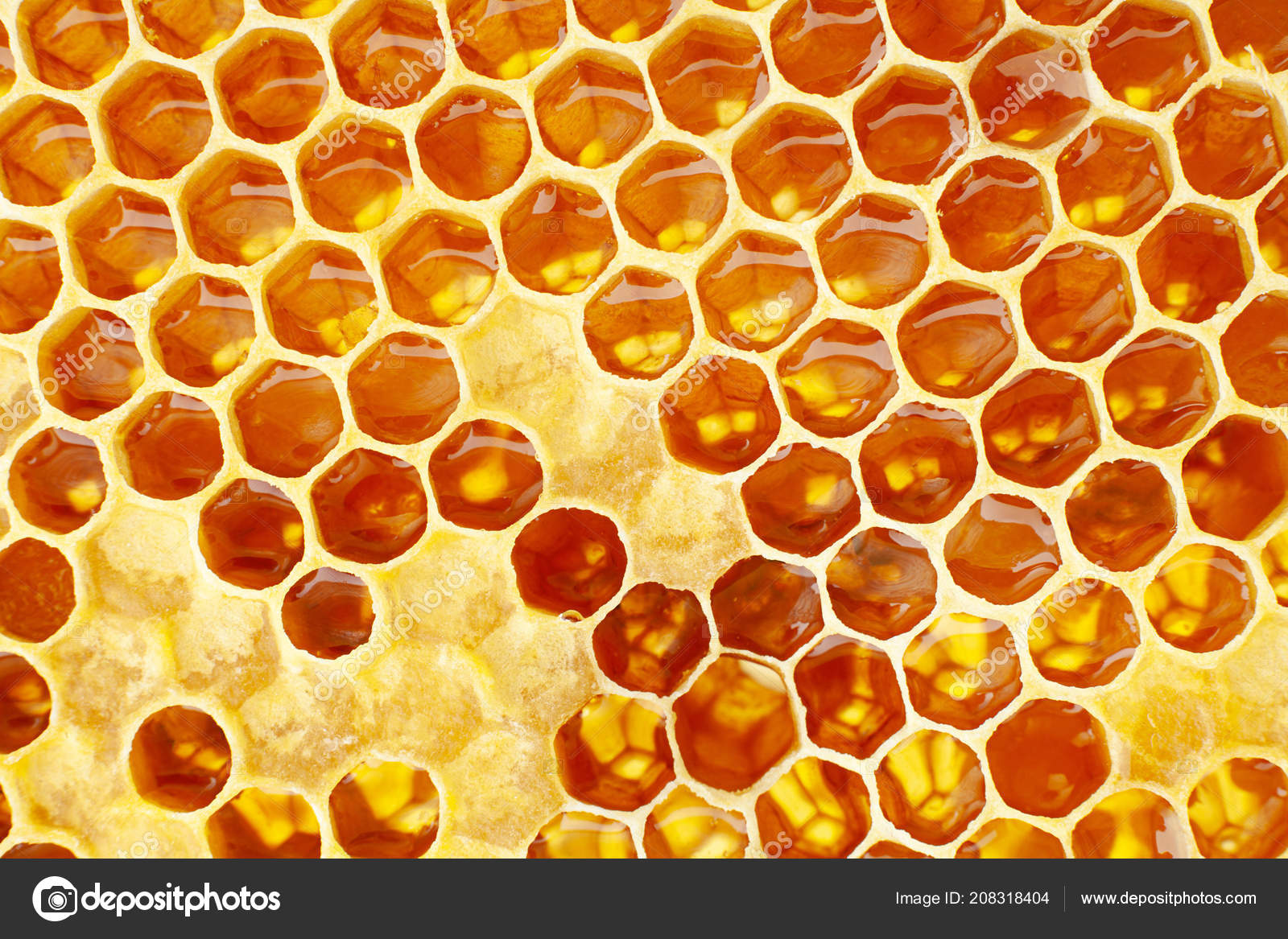 View Of Honeycomb Of The Honey Bee Photograph by Simon Fraser