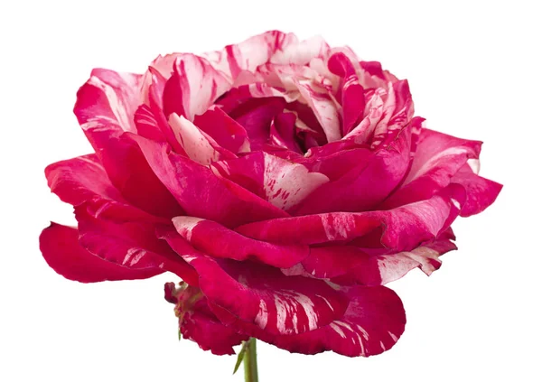 Listrado Rosa Rosa Closeup Isolado Branco — Fotografia de Stock