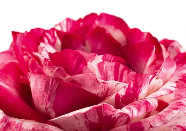 Tle Wszystko Zbliżenie Pasiasty Różowy Kwiat Róży — Zdjęcie stockowe