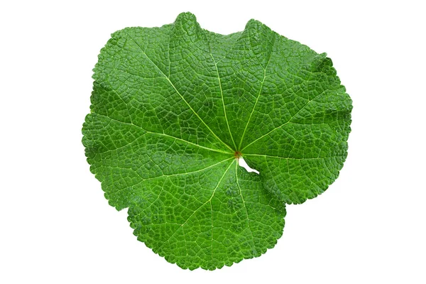 Hoja Flor Malva Aislada Sobre Fondo Blanco — Foto de Stock