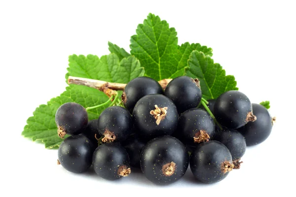 Fekete Ribizli Bogyós Gyümölcs Vértes Elszigetelt Fehér — Stock Fotó