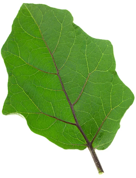 Eggplant Leaf Closeup Isolated White Background — Stock Photo, Image