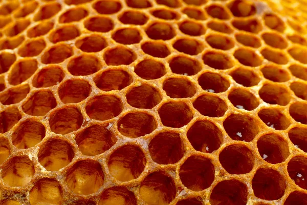 Amarelo Honeycomb Closeup Textura Detalhe Horizontal Fundo — Fotografia de Stock