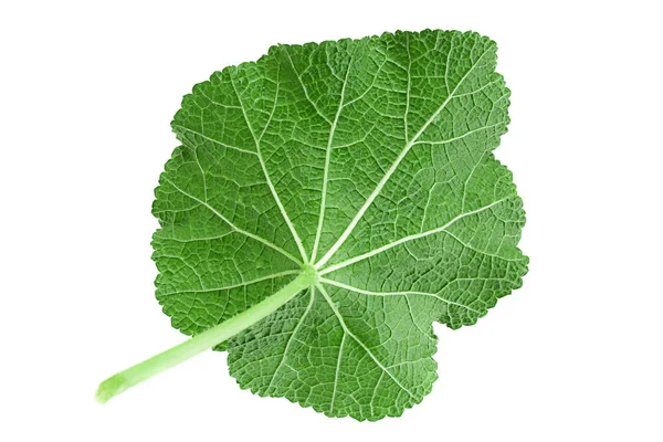 Malva Blomma Blad Isolatted Vit Bakgrund — Stockfoto