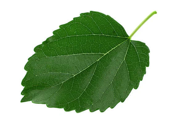 Mulberry Leaf Closeup Isolated Light Background — Stock Photo, Image