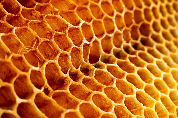 Yellow Honeycomb Closeup Texture Detail Horizontal Background — Stock Photo, Image