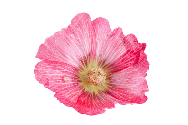 Beyaz Arka Plan Üzerinde Izole Ebegümeci Çiçek Kafa Portre — Stok fotoğraf