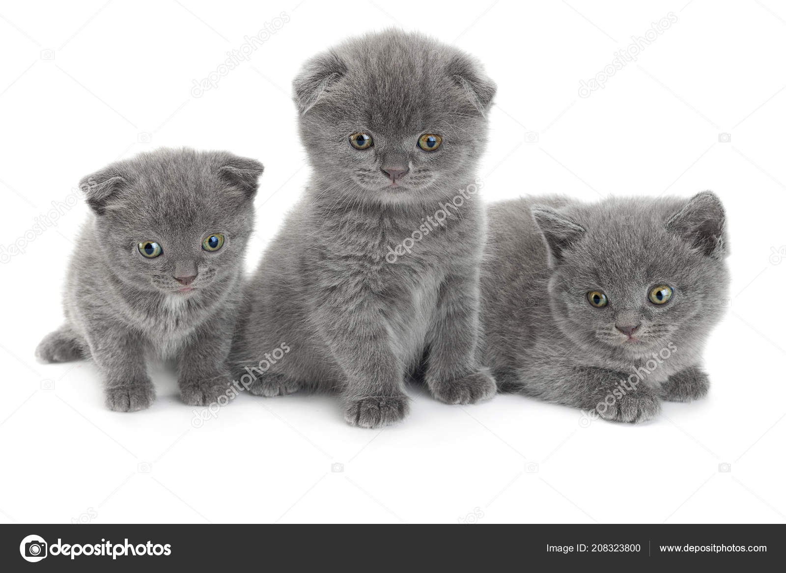 Chat Scottish Fold Grise Isolé Sur Fond Blanc Photographie
