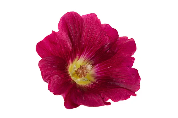 Malva Flor Vermelha Cabeça Closeup Isolado Fundo Branco — Fotografia de Stock