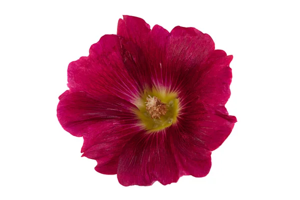Malva Flor Vermelha Cabeça Closeup Isolado Fundo Branco — Fotografia de Stock