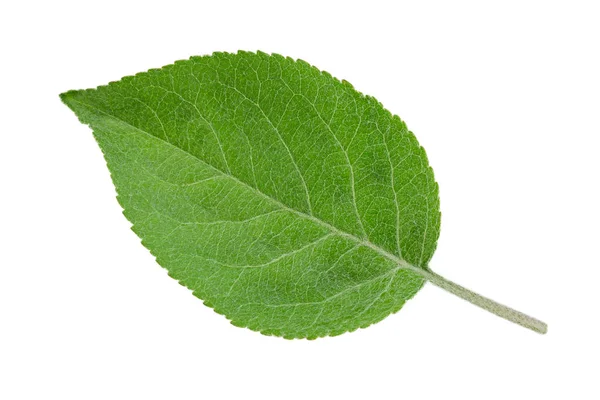 Apple Frukt Närbild Leaf Isolerad Vit Bakgrund — Stockfoto