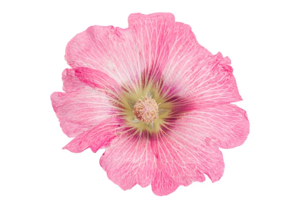 Malva Flor Cabeza Primer Plano Aislado Sobre Fondo Blanco — Foto de Stock