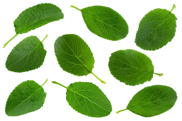 Plum Leaf Collection Isolated White Background — Stock Photo, Image