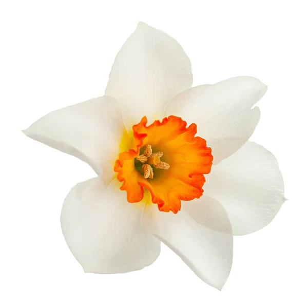 Narciso Primavera Fiore Primo Piano Isolato Sfondo Bianco — Foto Stock