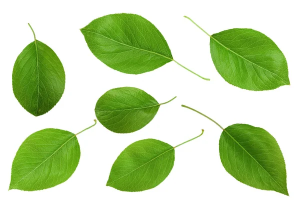 Pear Leaf Set Closeup Isolated White Background — Stock Photo, Image