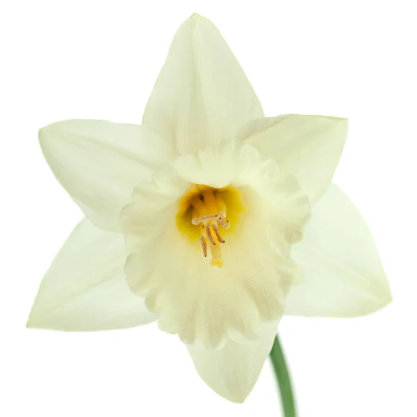 Narciso Primavera Fiore Primo Piano Isolato Sfondo Bianco — Foto Stock