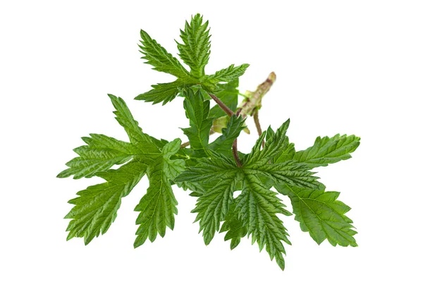 Hoja Primer Plano Planta Lúpulo Aislada Sobre Fondo Blanco —  Fotos de Stock