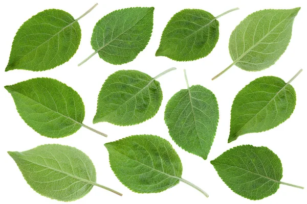 Young Apple Leaf Set Isolated White Background — Stock Photo, Image