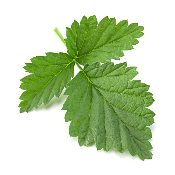 Frambuesa Hoja Fruta Primer Plano Aislado Sobre Fondo Blanco —  Fotos de Stock