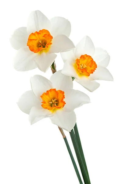Νάρκισσος Άνοιξη Λουλούδι Closeup Απομονώνονται Λευκό Φόντο — Φωτογραφία Αρχείου