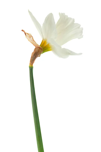 Narciso Primavera Fiore Primo Piano Isolato Sfondo Bianco — Foto Stock