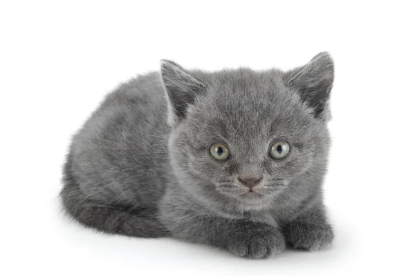 Scottish Fold Šedá Kočka Izolovaných Bílém Pozadí — Stock fotografie