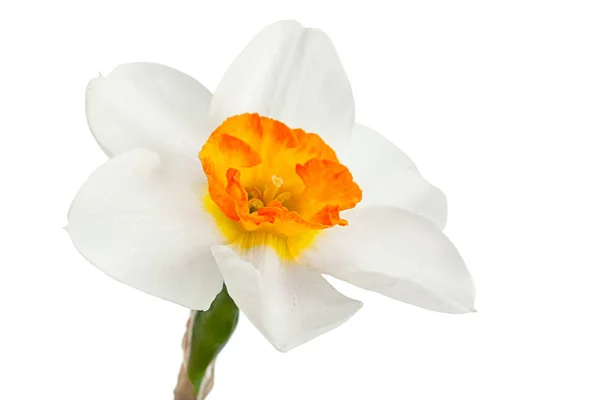 Narciso Primavera Fiore Primo Piano Isolato Sfondo Bianco — Foto Stock