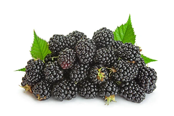 Blackberry Fruit Closeup Isolated White Background — Stock Photo, Image