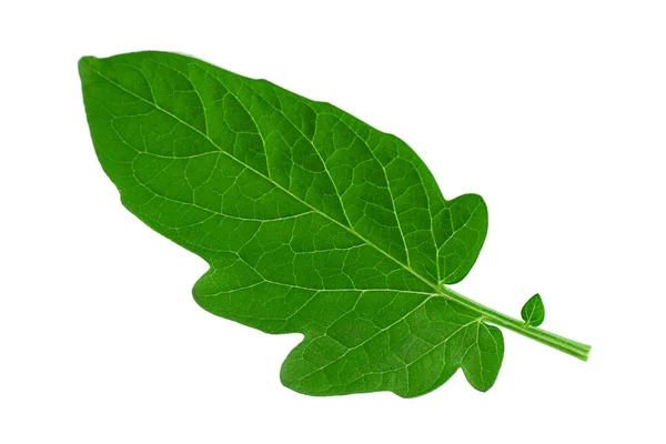 Tomat Leaf Närbild Isolerad Vit Bakgrund — Stockfoto