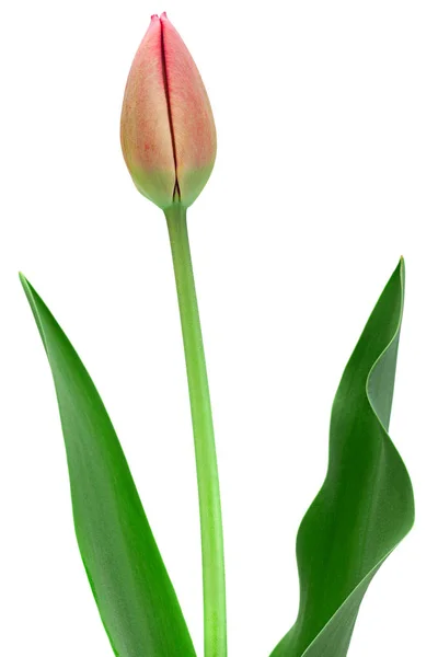 Red Tulip Closeup Isolated White Background — Stock Photo, Image