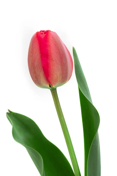 Red Tulip Closeup Isolated White Background — Stock Photo, Image