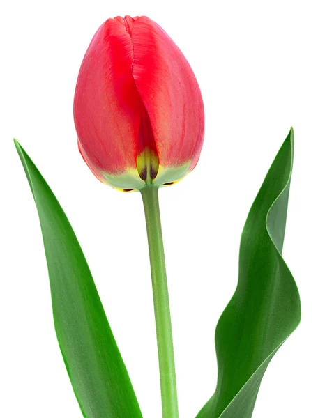 Red Tulip Closeup Isolated White Background — Stock Photo, Image