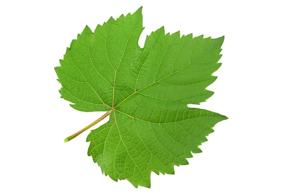 Grape Fresh Leaf Closeup Isolated White Background — Stock Photo, Image