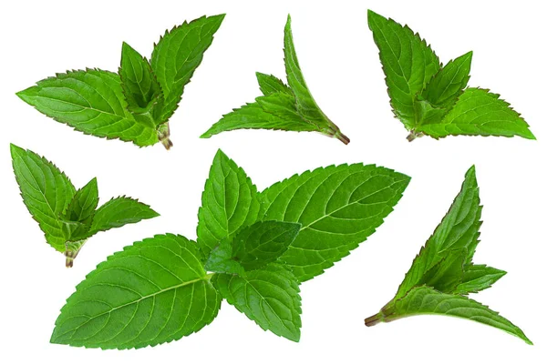 Mint Herb Leaf Set Closeup Terisolasi Latar Belakang Putih — Stok Foto