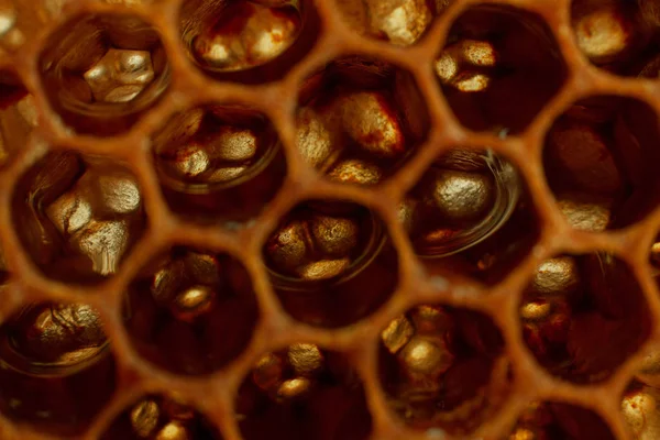 Amarelo Honeycomb Closeup Textura Detalhe Horizontal Fundo — Fotografia de Stock