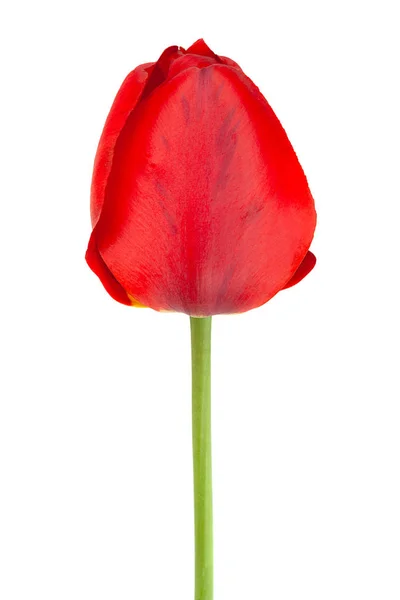 Tulipe Rouge Gros Plan Isolé Sur Fond Blanc — Photo