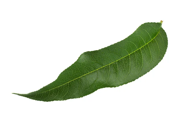 Nectarine Fruit Closeup Leaf Isolated White Background — Stock Photo, Image