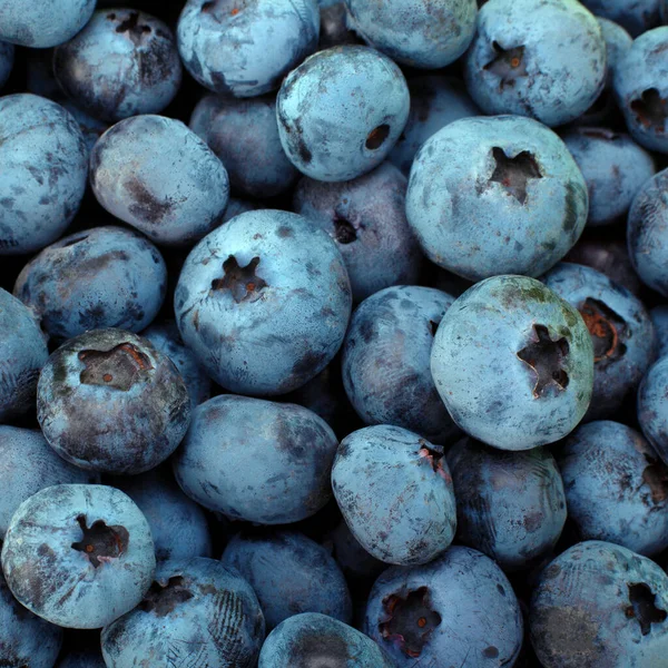 Ripe Blueberry Berries Closeup Horizontal Background — Stock Photo, Image